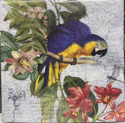 Macaw Printed Lunch Napkins - 20 Count